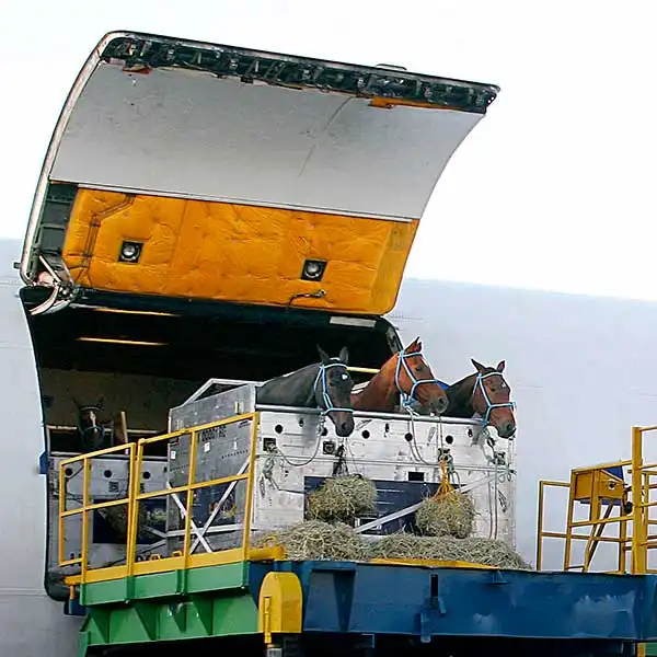 Djurtransport